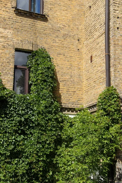 Fasada Domu Pokryta Dzikimi Winogronami Budynek Cegły Szczegółami Architektura Ekologiczna — Zdjęcie stockowe