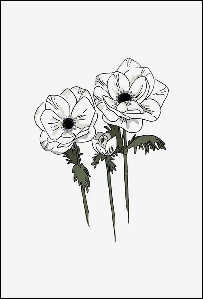 Bílá Sasanka Květinami Botanická Ilustrace Květů Sasanky — Stockový vektor