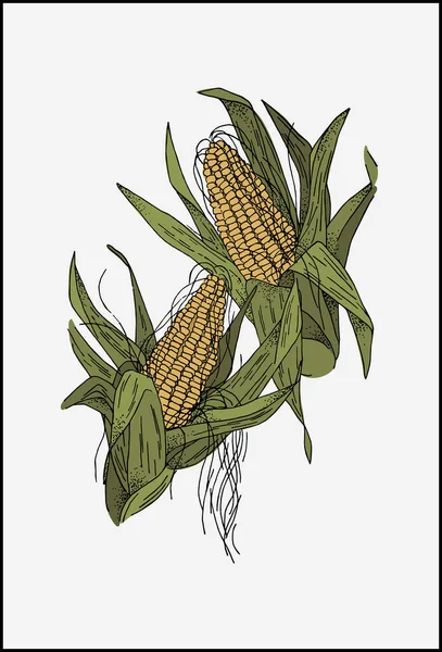 Orejas Planta Maíz Con Hojas Verdes Dibujo Vectorial Realista Frutas — Archivo Imágenes Vectoriales