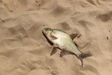 Denizde yakalanan balıklar. Balık tutmada başarı. 