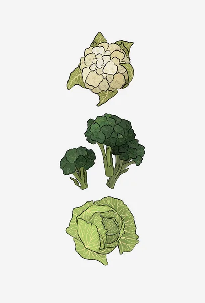 Conjunto Col Diferente Coliflor Col Hoja Ilustración Brócoli Dieta Alimentos — Archivo Imágenes Vectoriales