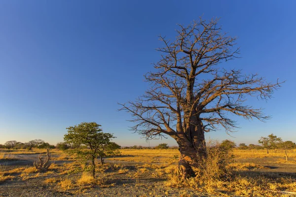 Jovem Baobá Ilha Kukonje Botswana — Fotografia de Stock