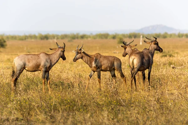 Tsessebe Kruger Afrique Sud — Photo