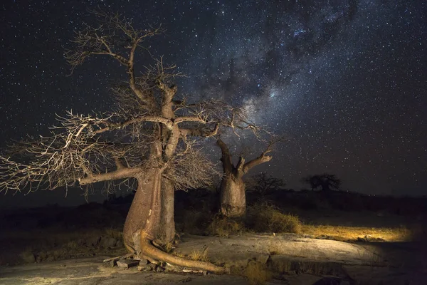 Gece Kubu Island Botsvana Baobab ağaçları