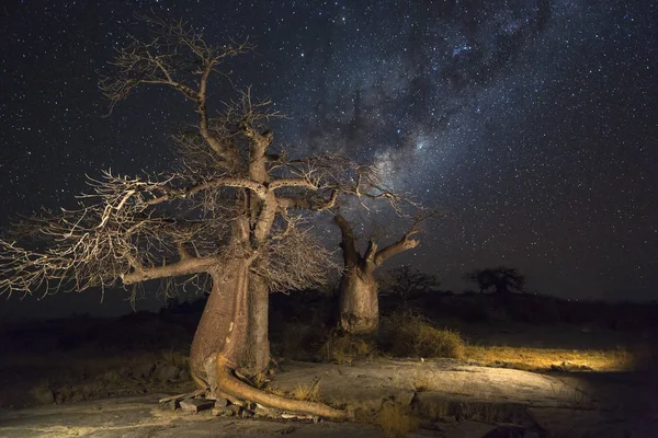Баобаб Ночью Остров Кубу Ботсвана — стоковое фото