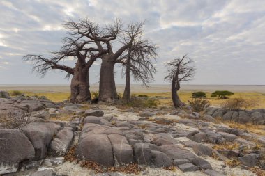 Kayalar ve baobab ağaçları