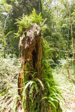 Fern ormandaki Magoebaskloof Güney Afrika