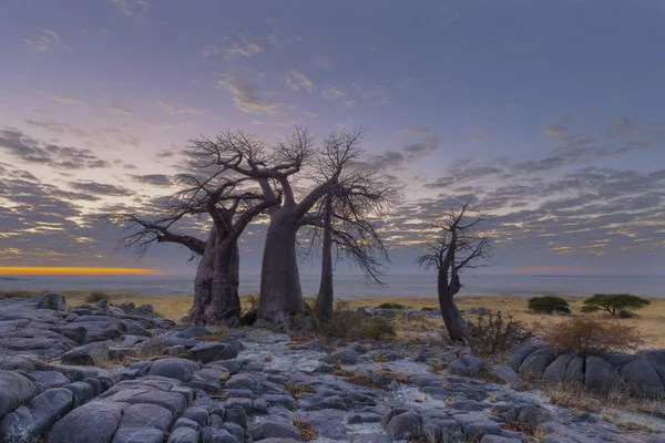 Baobab Kurz Vor Sonnenaufgang Auf Der Insel Kubu Botswana — Stockfoto
