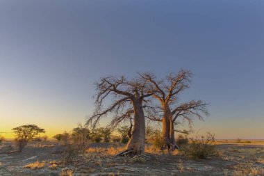 Kukonje Adası Botsvana Baobab ağaçları sarı sabah ışık