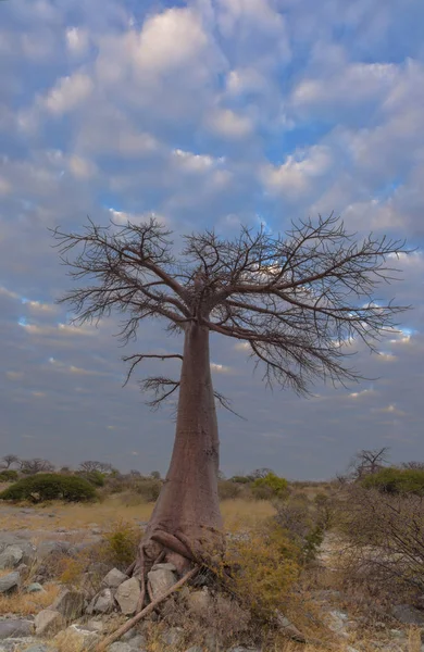 Junger Baobab Baum Auf Der Kubu Insel Botswana — Stockfoto