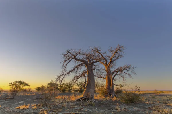 Baobabbäume Gelbem Morgenlicht Kukonje Insel Botsuana — Stockfoto