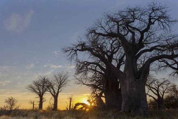 Baines Baobab Lever Soleil Botswana — Photo