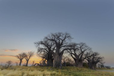 Botsvana Baines Baobab ağaçları