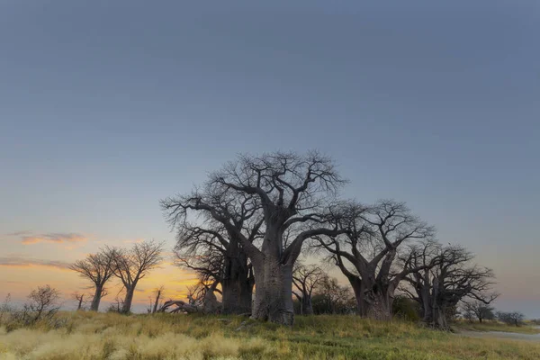 Baines Baobab Träd Botswana — Stockfoto