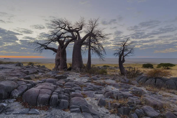 Baobab Bäume Vor Sonnenaufgang Kubu Insel — Stockfoto
