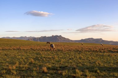 Atları Drakensberg Güney Afrika dağ zemin karşı