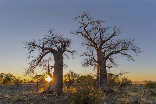 Nascer Sol Ilha Kukonje Botsuana Baobá — Fotografia de Stock