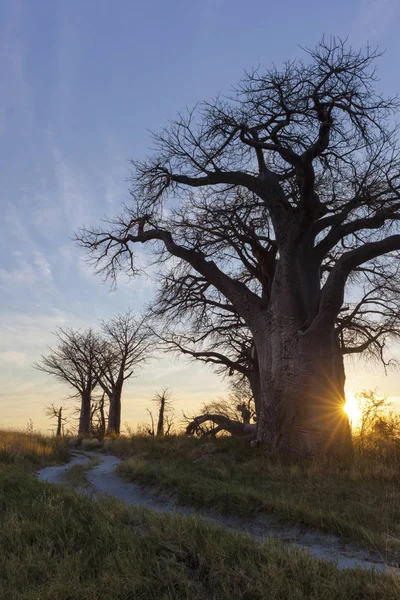Salida Del Sol Botswana Baines Baobab — Foto de Stock
