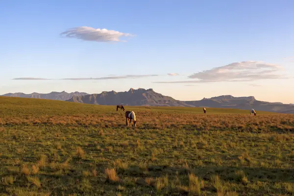 Horses Backdrop Mountain Drakensberg South Africa — Stock Photo, Image