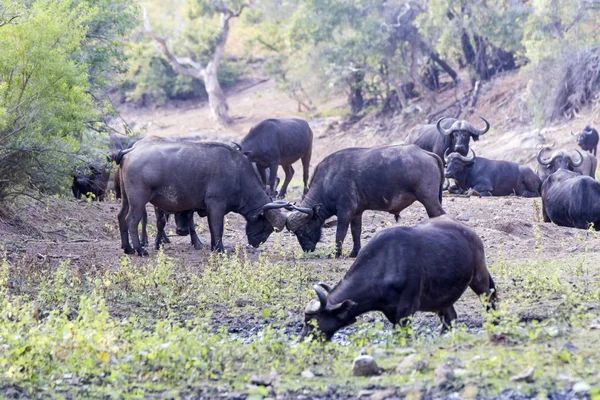 Afrikanska Bufalos Torr Flodbädd Kruger Sydafrika — Stockfoto