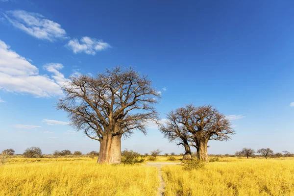 Baobab trees in winter Baines Baobab\'s Botswana