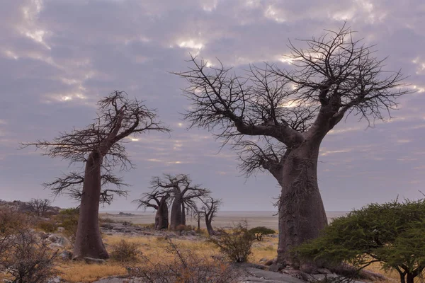 Baobab Unter Den Wolken Botswana — Stockfoto