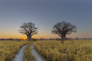 Baobab ağaçları güneş doğarken