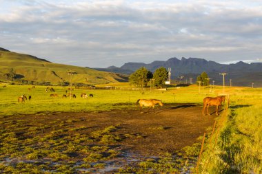 Atları erken sabah ışık
