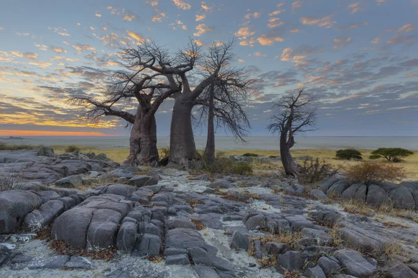 Wolken Gefärbt Von Der Sonne Und Baobabs — Stockfoto