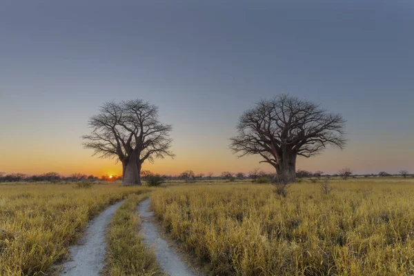 Salida Del Sol Los Árboles Baobab — Foto de Stock