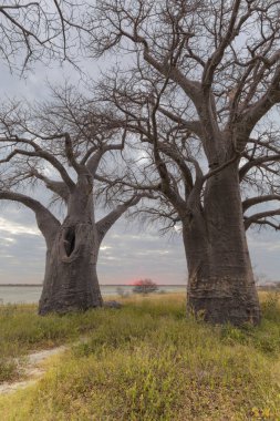 Baines Baobab ağaçları günbatımı Botsvana