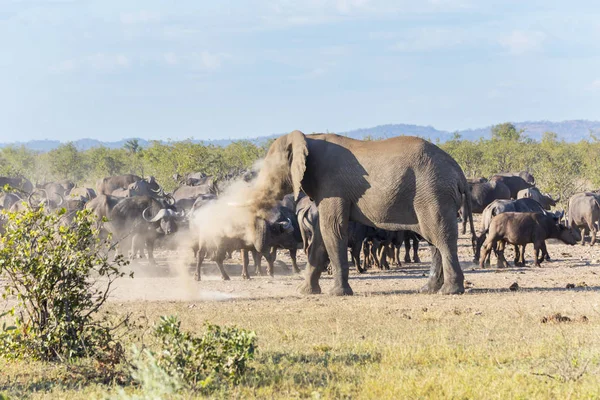 Elephant Dusting Itself Kruger South Africa — Stock Photo, Image