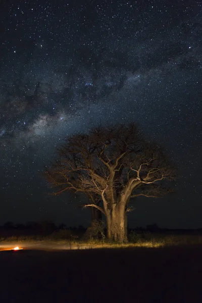 Bukovszki Baobab Kemping Alatt Milkyway Botswana — Stock Fotó