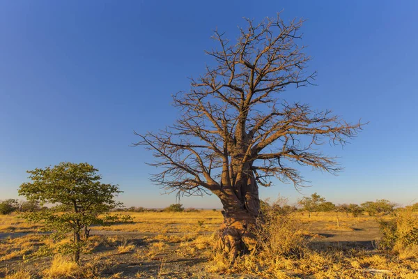 Pequeño Baobab Isla Kukonje Botswana — Foto de Stock