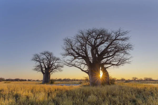 Estallido Sol Baines Baobab Botswana — Foto de Stock