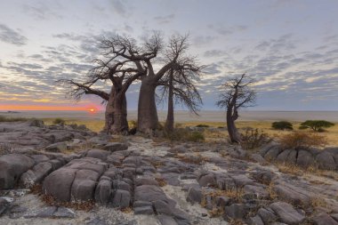 Sun on the horison at the baobabs Botswana clipart