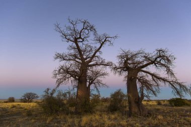 Kukonje Adası Botswana, Güneş doğmadan önce renkleri