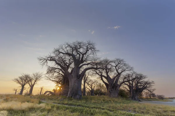 Starburst Del Sole Baines Baobabs Botswana — Foto Stock