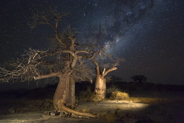 Los Árboles Baobab Vía Láctea Botswana —  Fotos de Stock