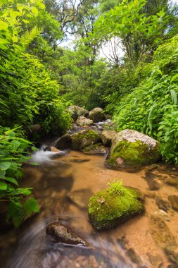 Orman Magoebaskloof Güney Afrika akışında