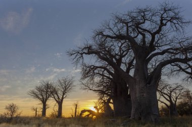 Baines baobab'ın Botsvana güneş doğarken