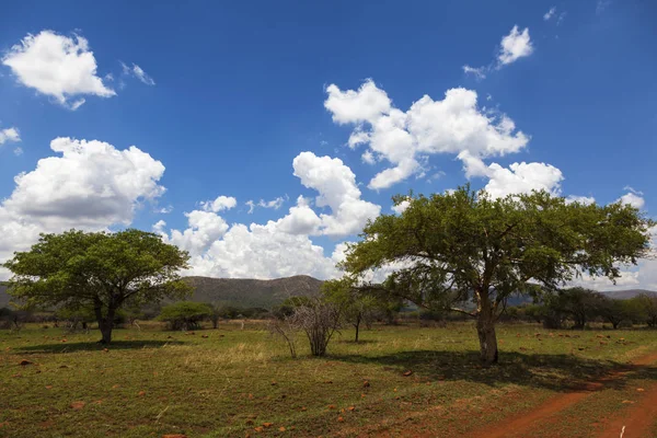 Acasia Trees Clouds South Africa — Stock Photo, Image