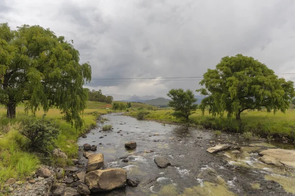 南アフリカ共和国の川の土手に柳の木 — ストック写真