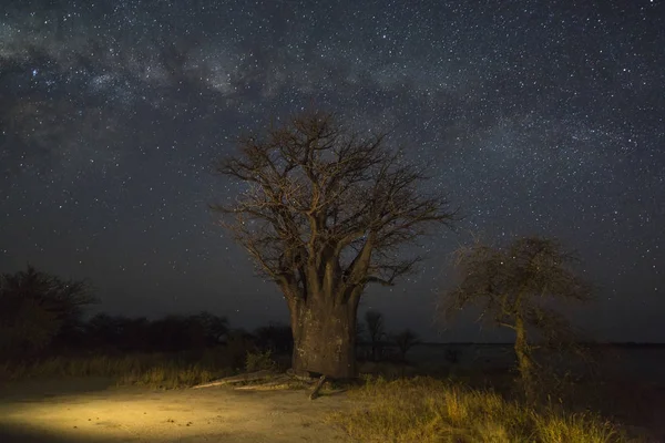 Baobab Árbol Bajo Vía Láctea Botswana — Foto de Stock