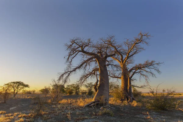 Frühes Morgenlicht Auf Kukonje Insel Botswana — Stockfoto