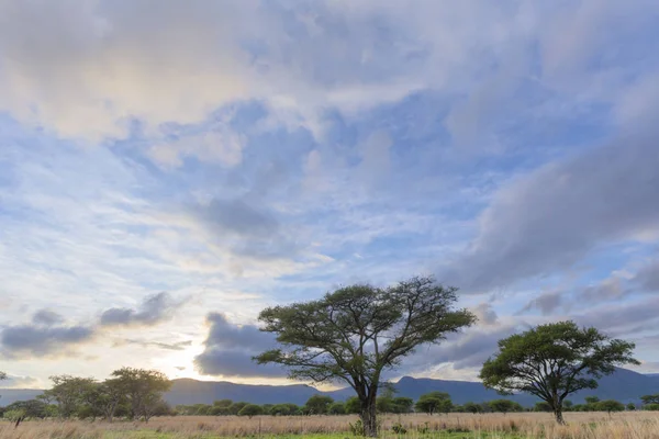Acacia Bomen Ochtend Wolken Zuid Afrika — Stockfoto