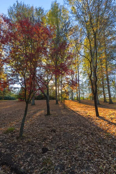 Hojas Otoño Los Árboles Suelo Sudáfrica —  Fotos de Stock