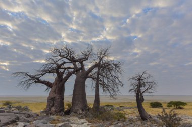 Baobab ağaçları ve Kubu Island Botsvana bulutlara