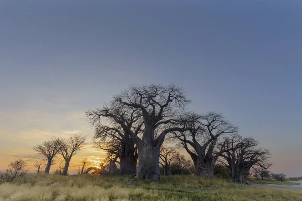Východ Slunce Baines Baobab Botswana — Stock fotografie