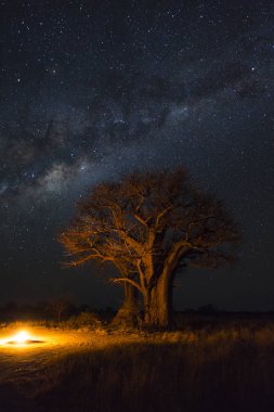 Kamp ateşi altında baobab ağaçları ve milkyway Botsvana